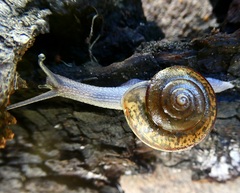 Helminthoglypta petricola