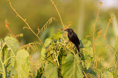 Agelasticus cyanopus
