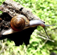 Helminthoglypta petricola