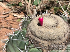 Melocactus glaucescens