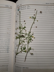 Scoparia montevidensis