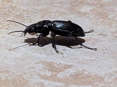 Cyclotrachelus