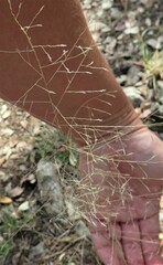 Eragrostis intermedia