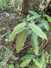 Aextoxicon punctatum