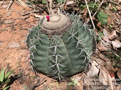 Melocactus glaucescens