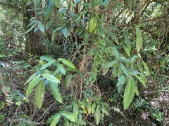 Aextoxicon punctatum