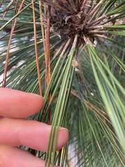 Pinus canariensis