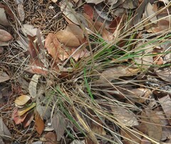 Eragrostis intermedia