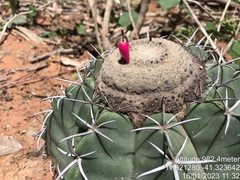 Melocactus glaucescens