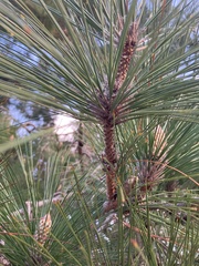Pinus canariensis
