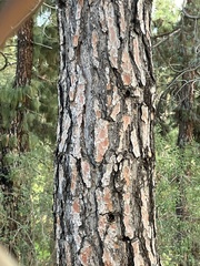 Pinus canariensis