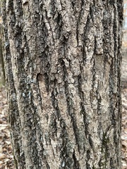 Liriodendron tulipifera