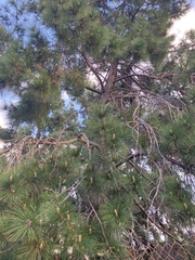 Pinus canariensis