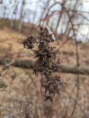 Rubus phoenicolasius