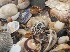 Scutellastra peronii