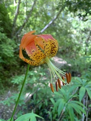 Lilium pardalinum pardalinum