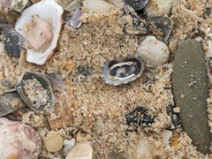 Scutellastra peronii