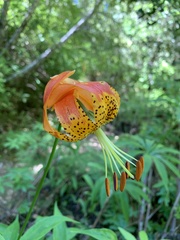 Lilium pardalinum pardalinum