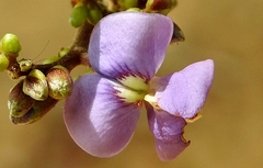 Machaerium lunatum