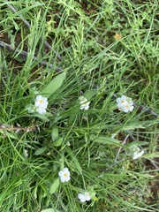 Plagiobothrys collinus