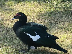 Cairina moschata domestica