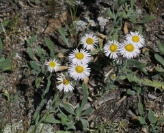 Erigeron caespitosus