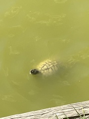 Trachemys scripta elegans