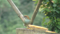Stilpnia peruviana