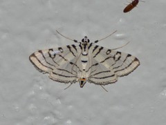 Conchylodes concinnalis