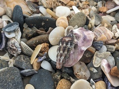 Batillaria australis