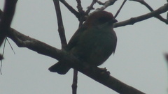 Stilpnia peruviana