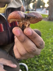 Tricholoma fracticum