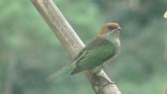Stilpnia peruviana