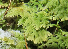 Trichocolea tomentella