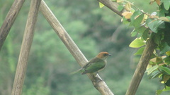 Stilpnia peruviana