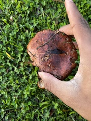 Tricholoma fracticum