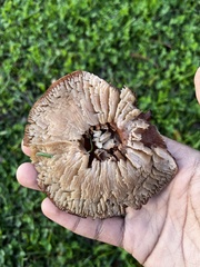 Tricholoma fracticum