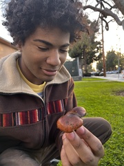 Tricholoma fracticum