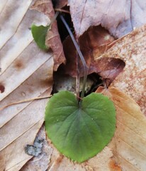 Viola labradorica