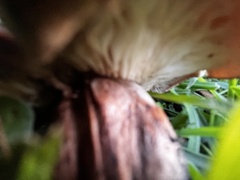 Tricholoma fracticum