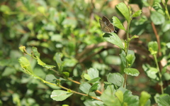 Catopyrops florinda