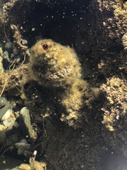 Pyura praeputialis