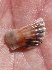 Pecten novaezelandiae