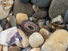 Amblychilepas nigrita