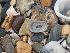 Amblychilepas nigrita