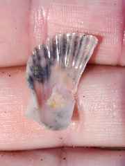 Pecten novaezelandiae