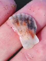 Pecten novaezelandiae