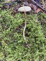 Strobilurus occidentalis