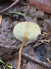 Strobilurus occidentalis