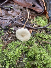 Strobilurus occidentalis